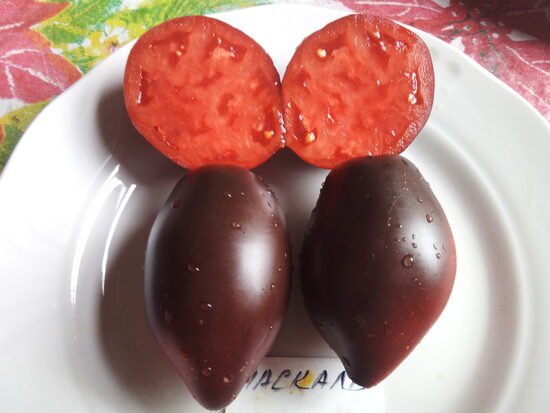 Паскаль из пикардии